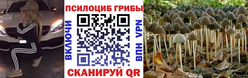 кракен как войти  магазин    Зубцов  Галлюциногенные грибы MAGIC MUSHROOMS 